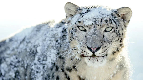 Predator Guard close up of snow leapard