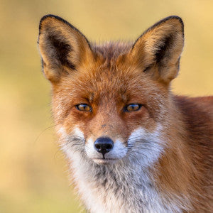 Predator Guard close up of fox head in grassland