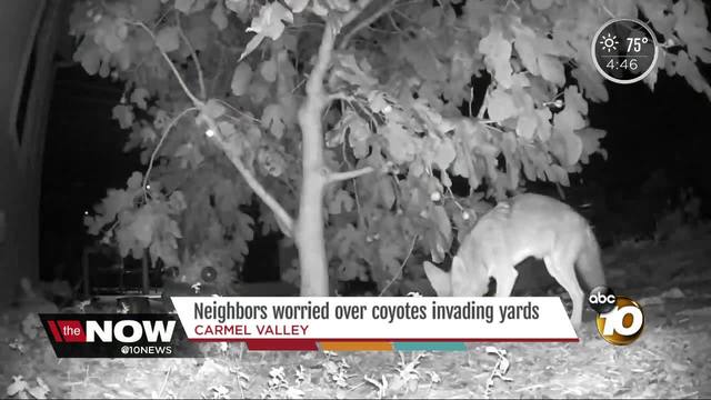 Predator Guard news of coyote in yard seen through night vision