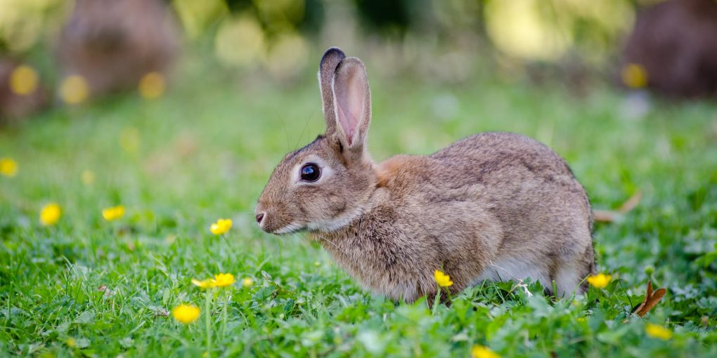 Predator Guard rabbit on yard grass with small yellow flowers