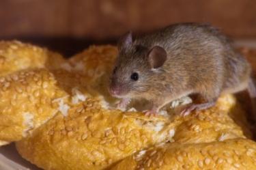 Predator Guard mouse eating bread buns with sesame seeds