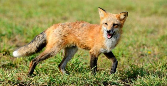 Predator Guard red fox running on grass