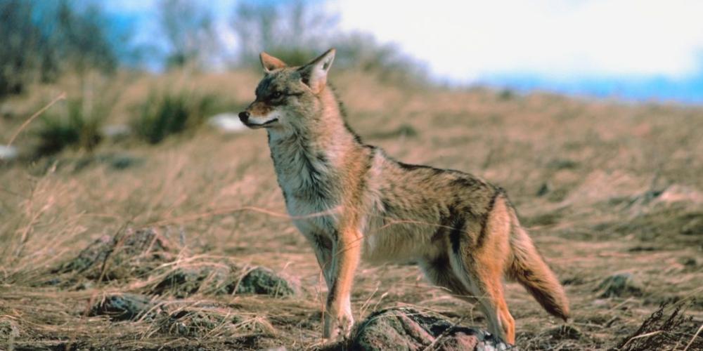 Predator Guard coyote in grassland looking at the side