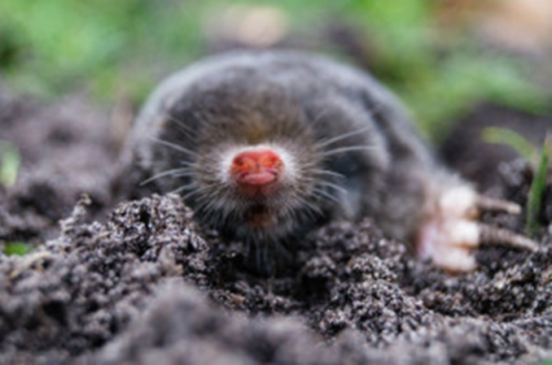 Predator Guard mole in soil