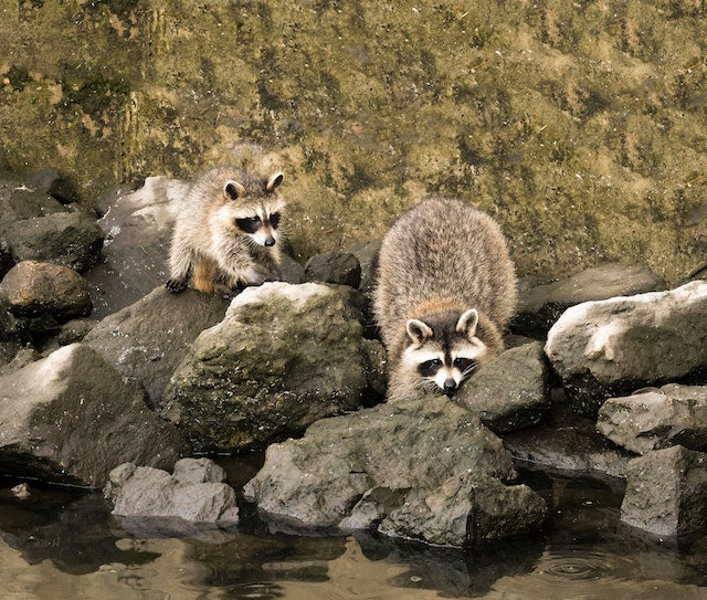 Predator Guard two raccoons on rocks by a river