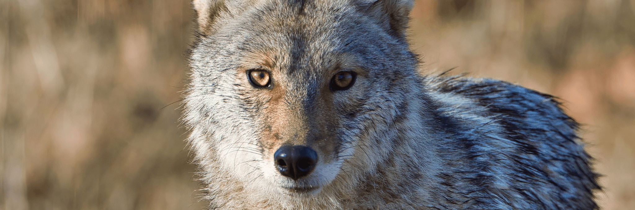 Predator Guard coyote in grasslands
