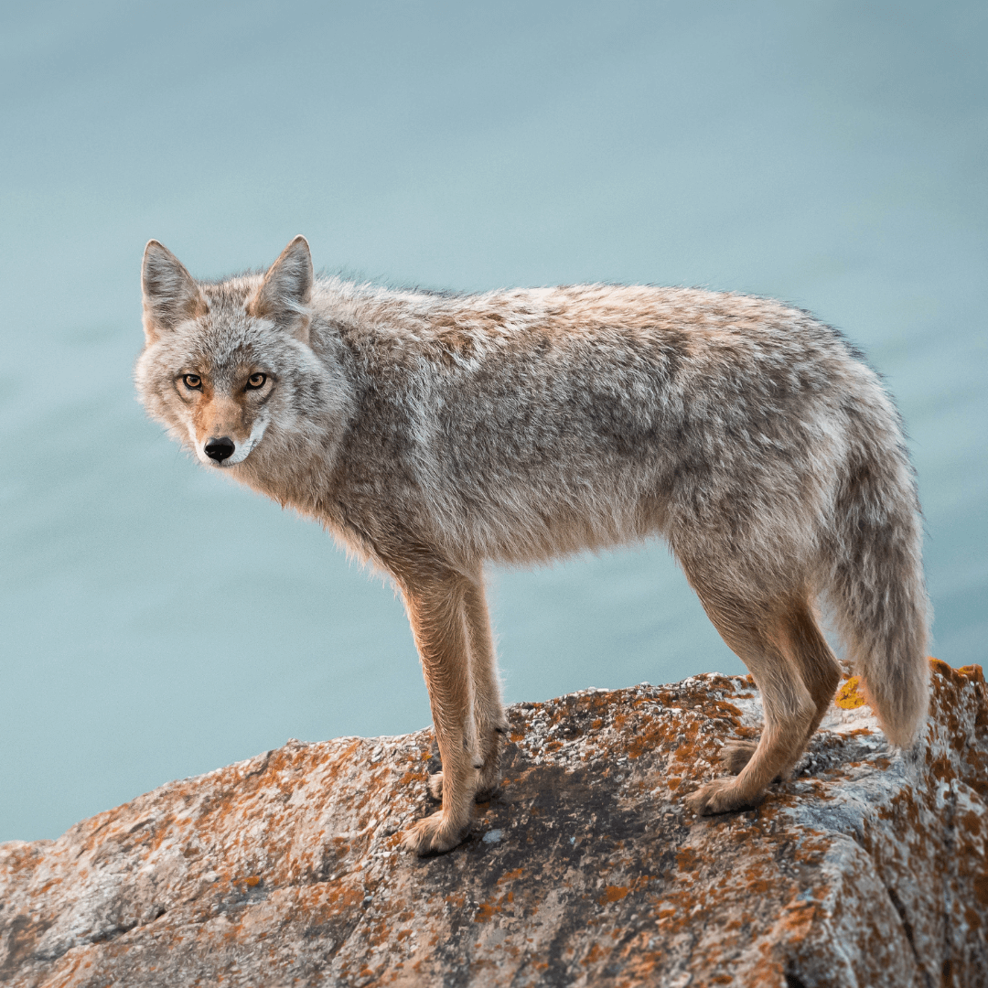 Predator Guard - Predator Advice - Coyote