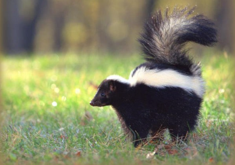 Predator Guard skunk in grass area looking at the side