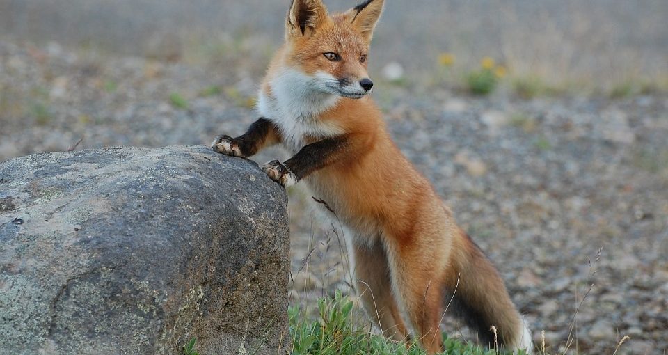 Predator Guard fox holding on to a rock