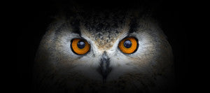 Predator Guard close up of orange owl eyes with dimmed surrounding