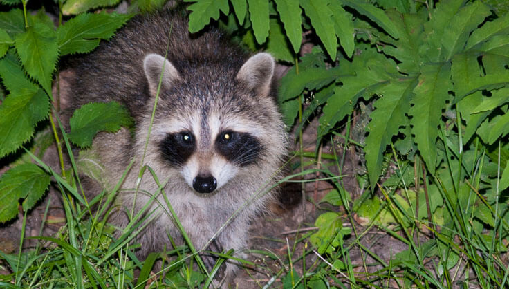 Predator Guard raccoon hiding behind grass and leaves