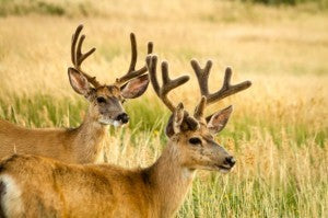 Predator Guard two deer in grassland