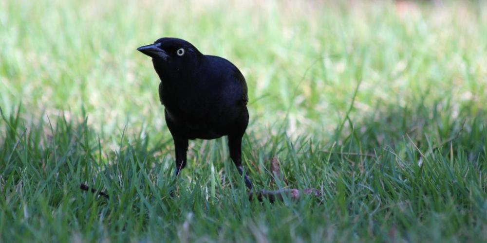Predator Guard black bird in grass