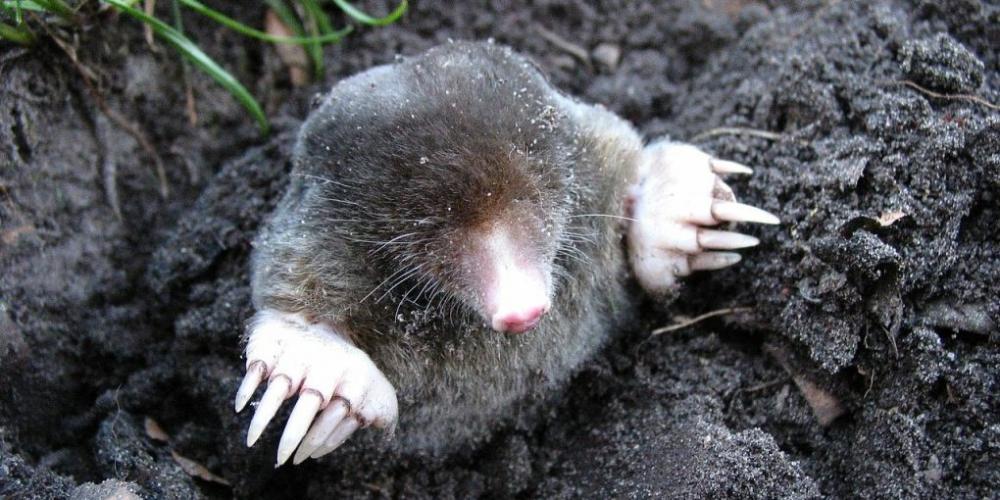 Predator Guard mole coming out from dirt