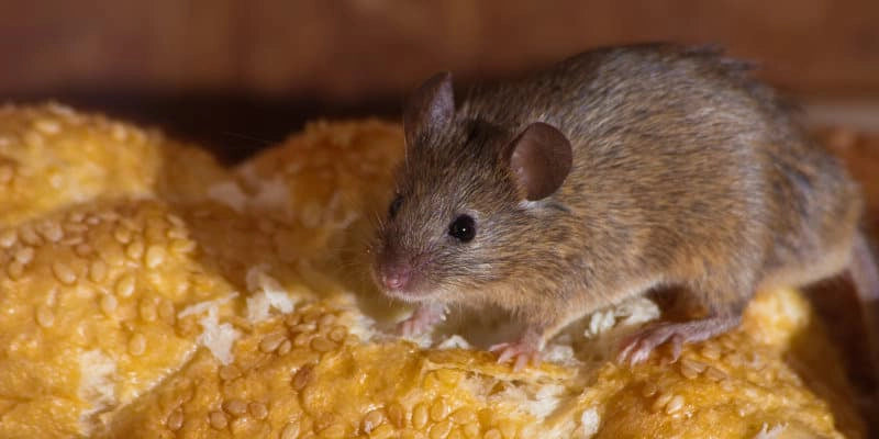 Predator Guard mouse eating a bun with sesame seeds 
