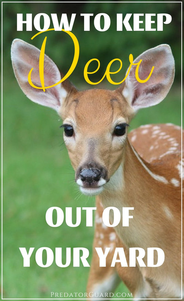 How To Keep Deer Out of Your Yard Predator Guard