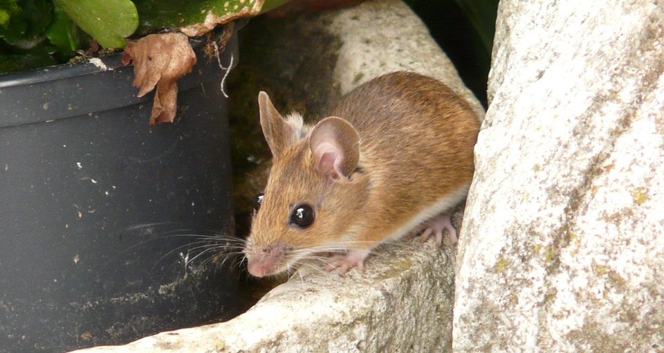 Predator Guard mouse on top of curved rock surface beside a plastic pot