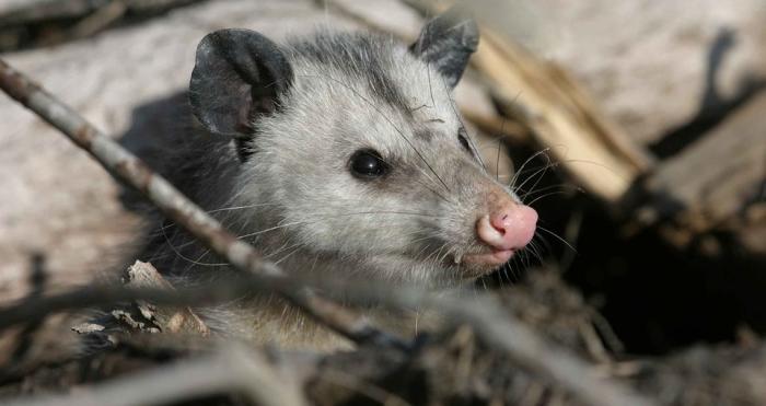 Predator Guard close up of opossum head