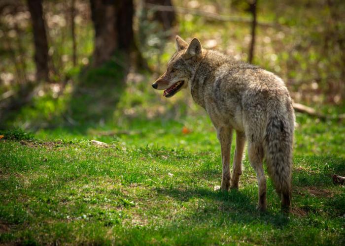 Predator Guard coyote walking in forest