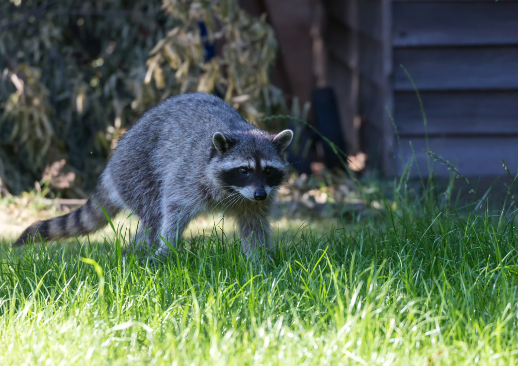 Raccoon Prevention 101: How to Keep Raccoons Away From Your Property