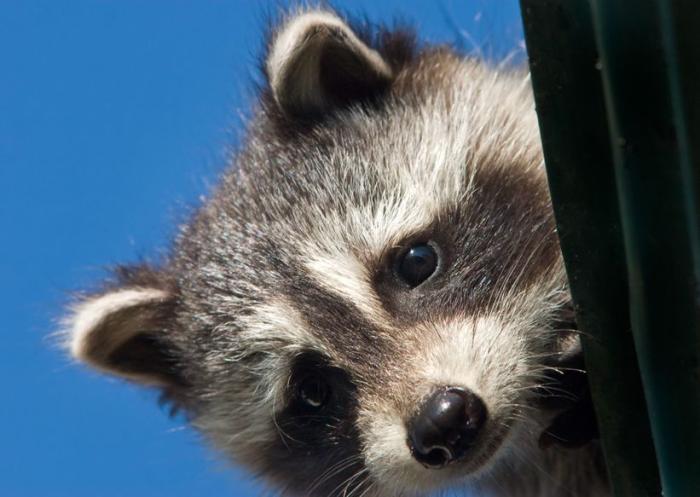 Predator Guard raccoon peeking above from roof
