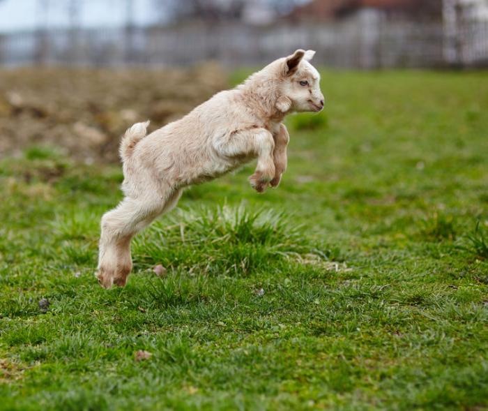 Predator Guard small goat jumping in grass area