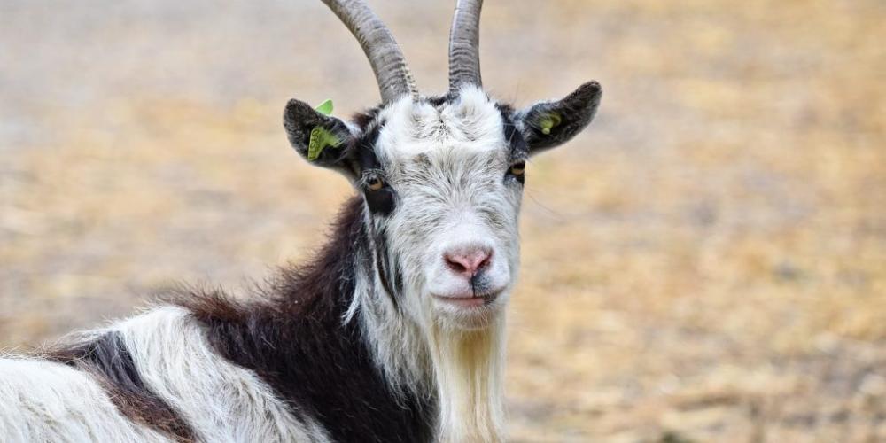 What You Don't Know About Goats, But Should
