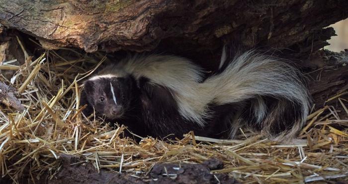 5 Ways to Get Rid of Skunk Smell
