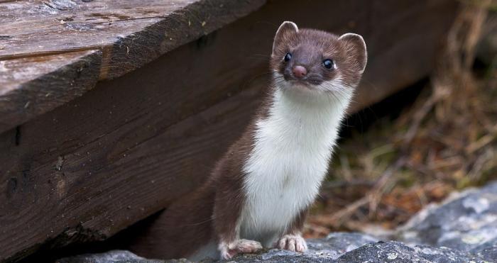 Predator Guard weasel looking over while under a wooden flooring
