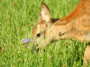Predator Guard deer eating grass
