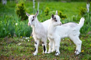 Predator Guard two small goats in grass area