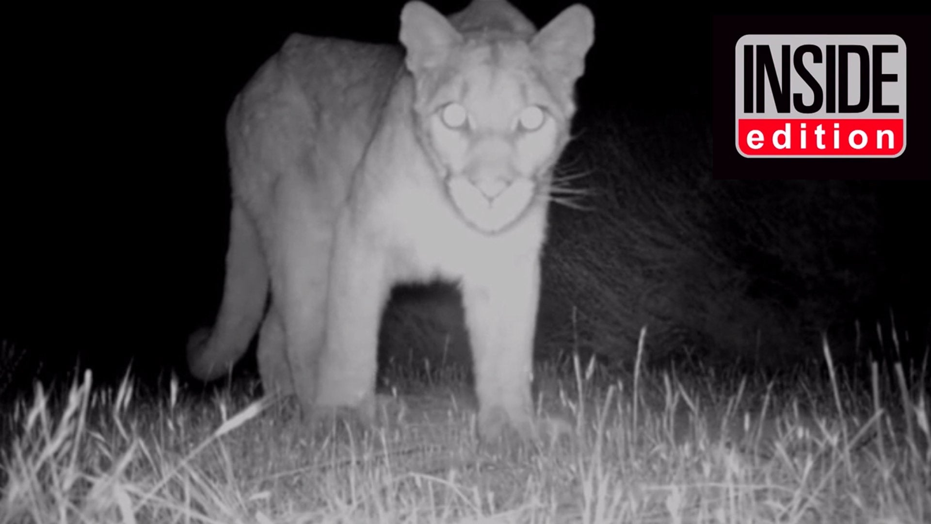 Predator Guard mountain lion in night vision