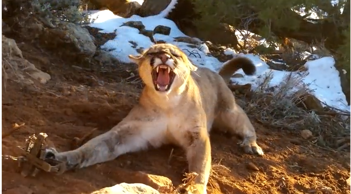 Predator Guard mountain lion in trap with its mouth wide open