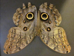 Predator Guard owl butterfly