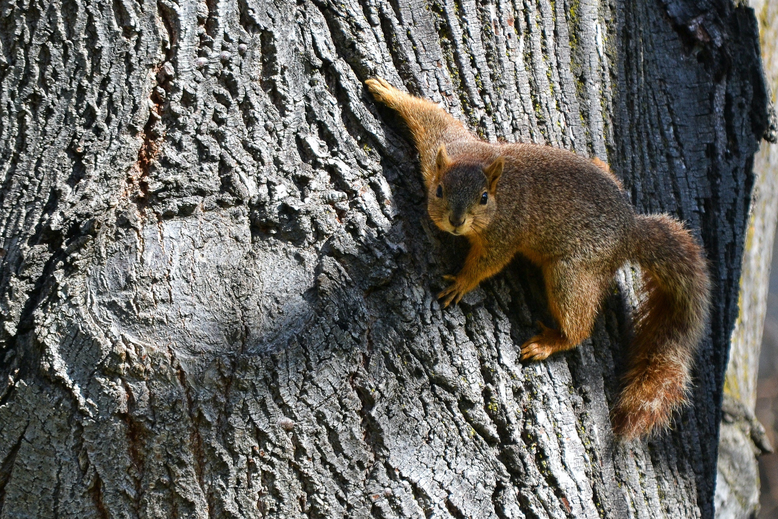 10 Best Squirrel Repellents: Keeping Squirrels at Bay 