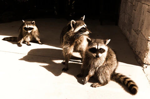 Predator Guard three raccoons on the ground with harsh sunlight