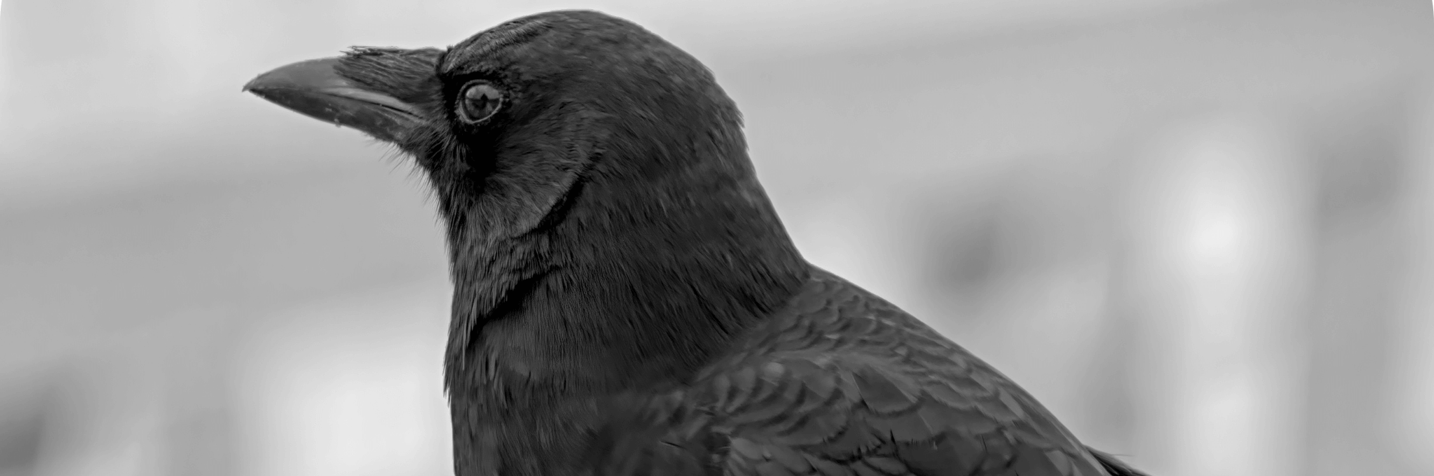 Predator Guard black bird