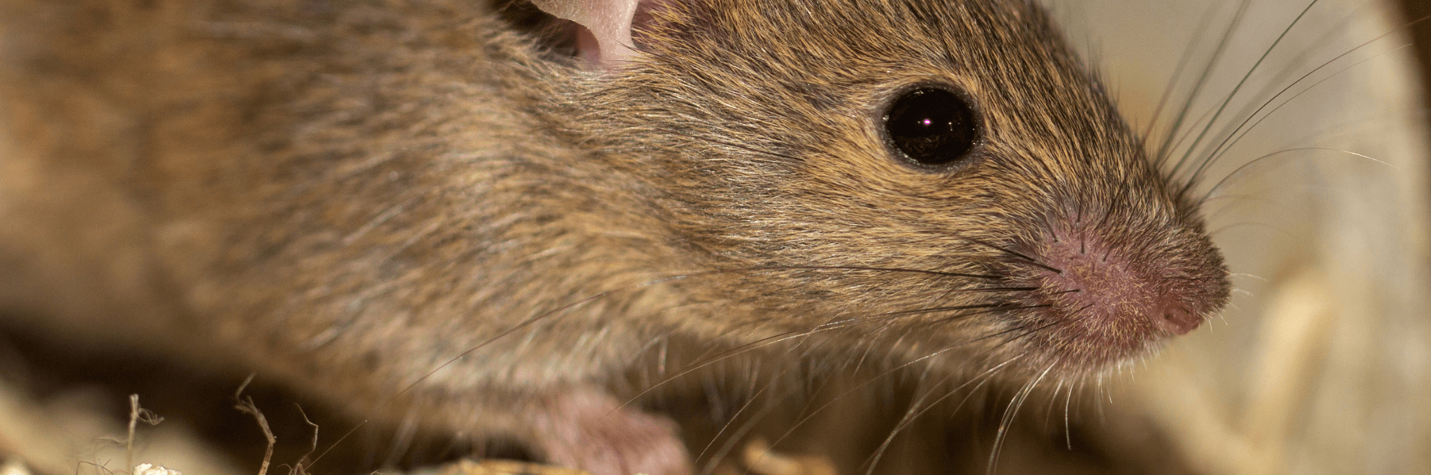 Predator Guard wood mouse in a hole