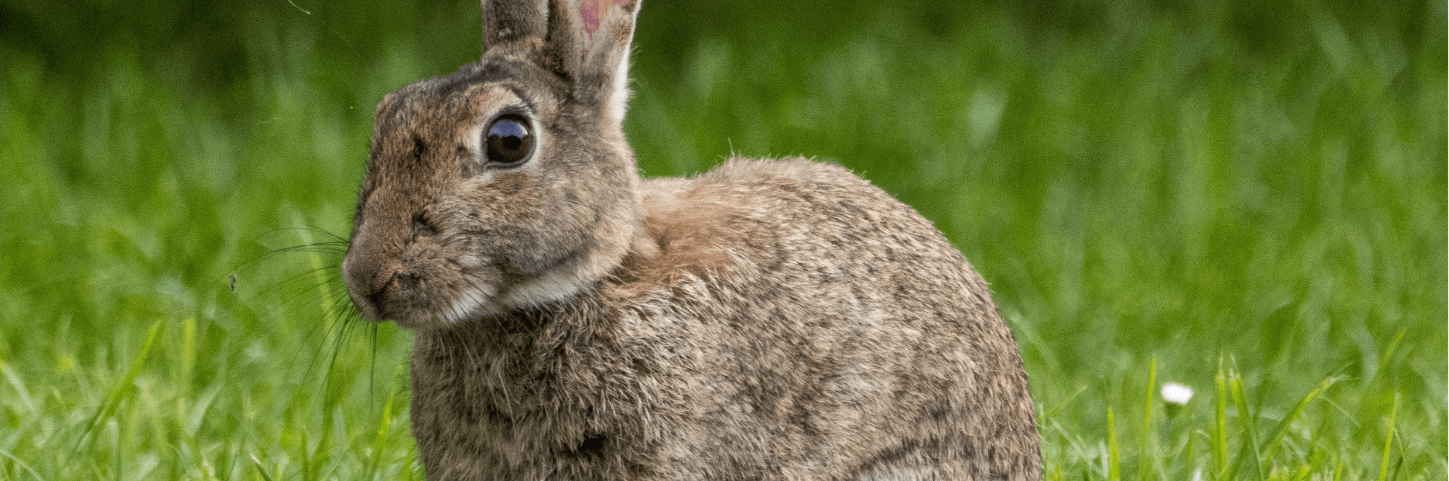 Predator Guard gray rabbit in grass
