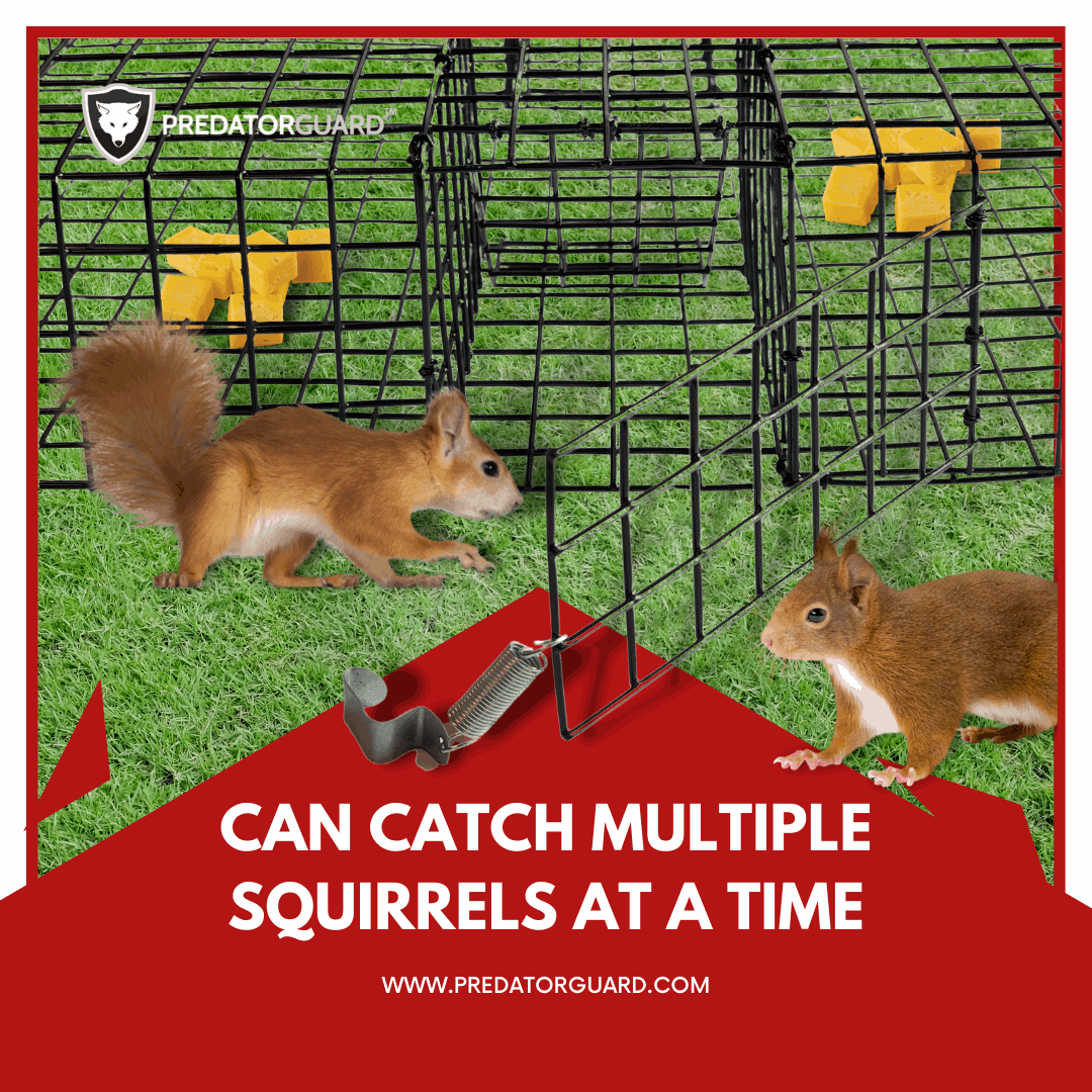 Squirrel Guard Squirrel Multi-Catch Animal Trap - Live Animal Trap for