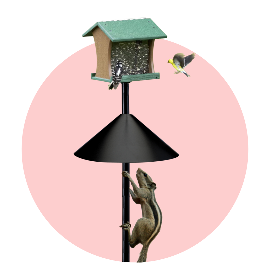 The Ultimate Defense for Your Bird Feeders | Predator Guard