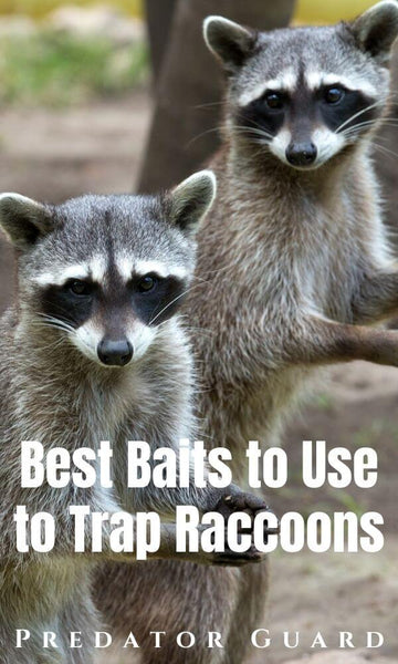 Best Raccoon Bait for Traps: What to Use to Trap Raccoons