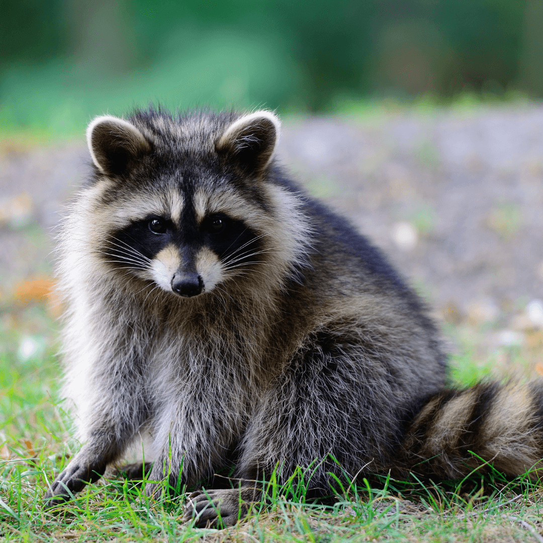 Predator Guard - Predator Advice - Raccoons