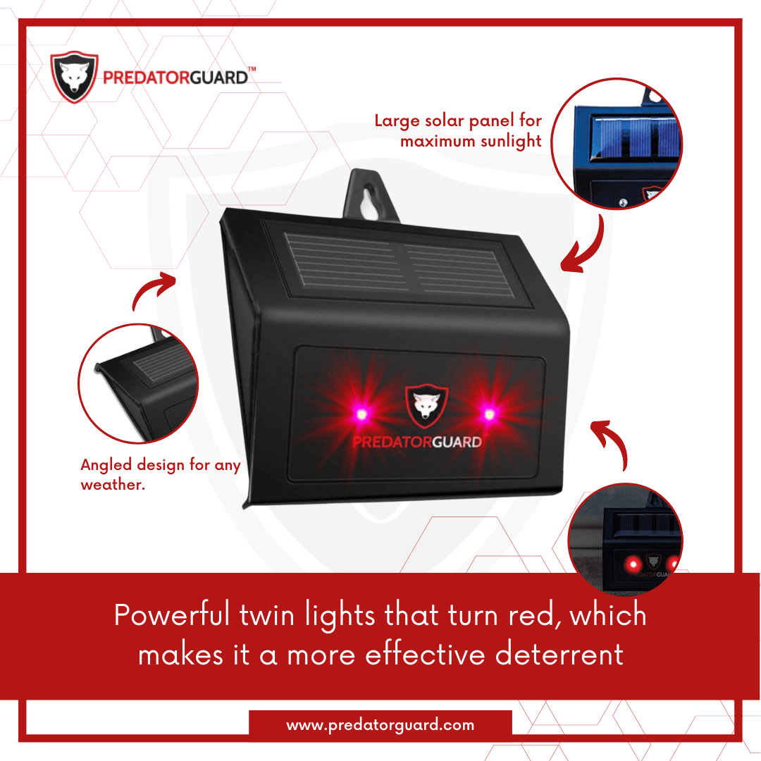 predator guard solar led deterrent light focusing on powerful red twin lights and large solar panel with angled design