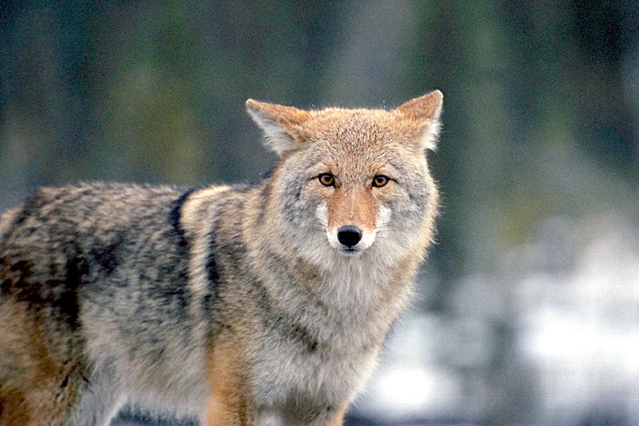 Predator Guard coyote with bokeh background