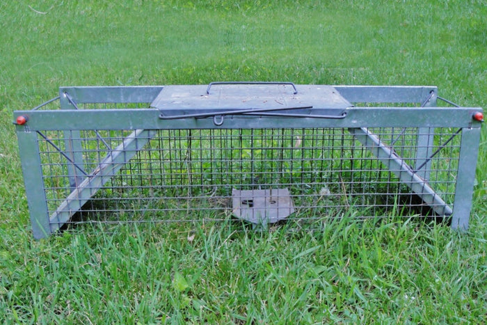 Best Raccoon Bait for Traps: What to Use to Trap Raccoons | Predator Guard