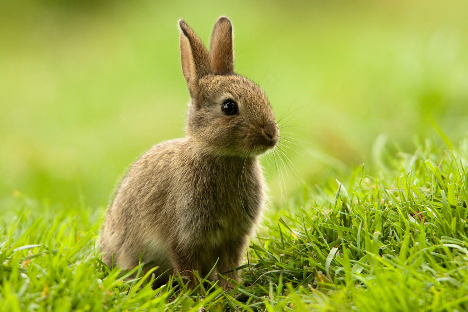 Predator Guard brownish-gray rabbit in grass