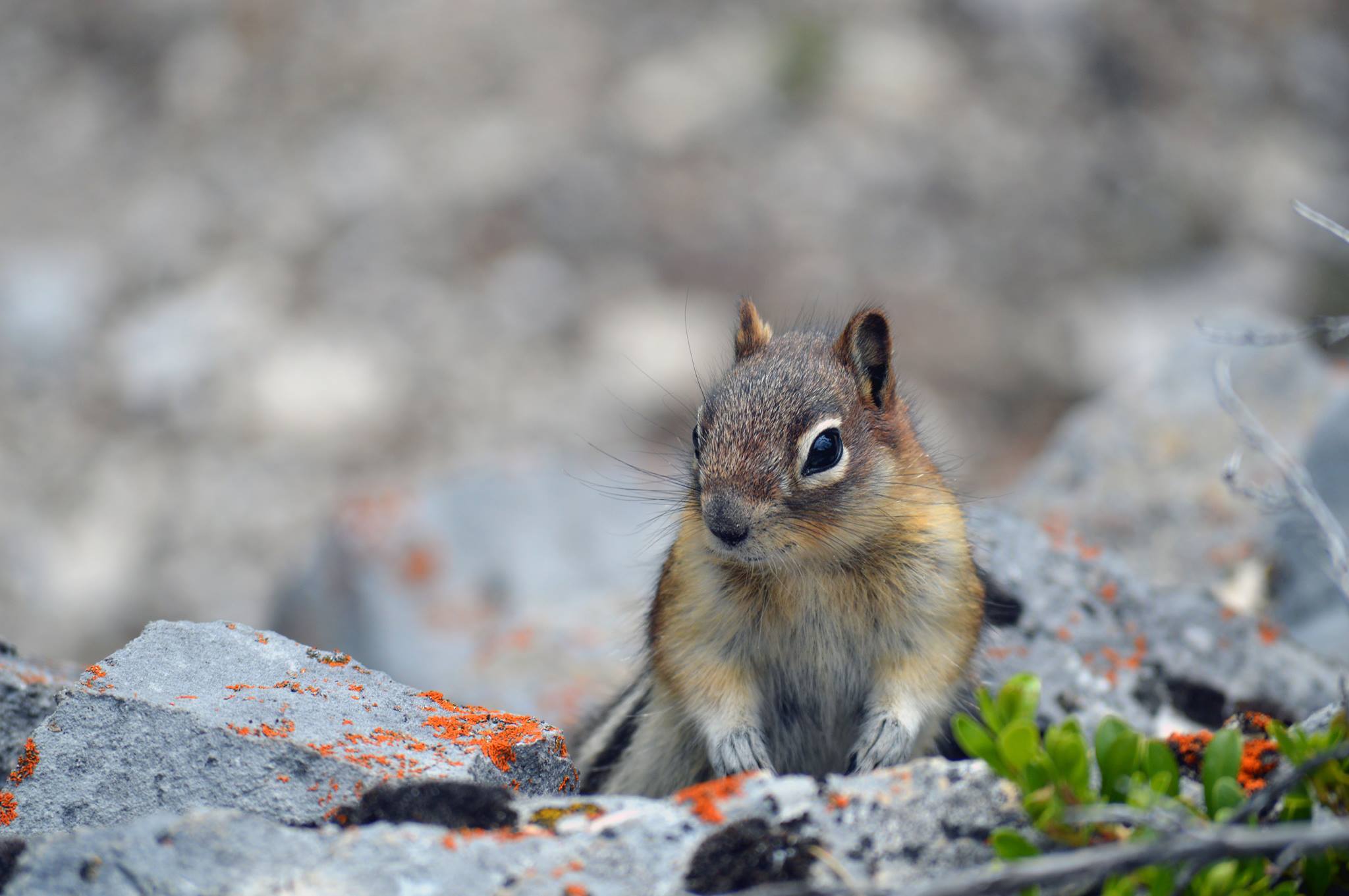 Predator Guard small squirrel on rocks with orange particles