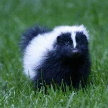 Predator Guard small skunk in grass