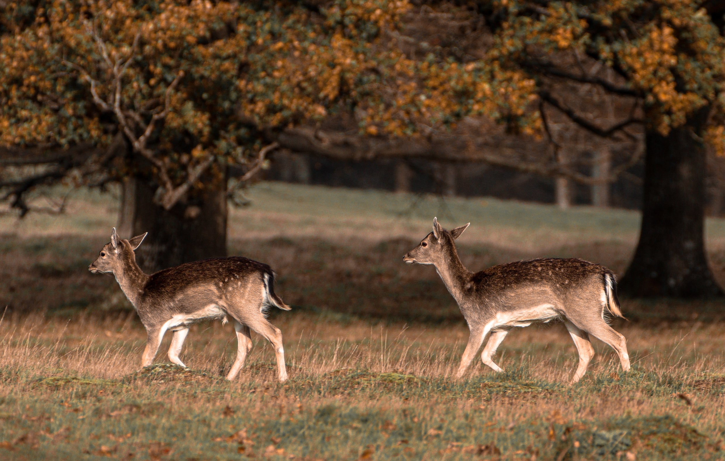 Predator Guard two young deer walking across a grassy field